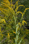 Canada goldenrod